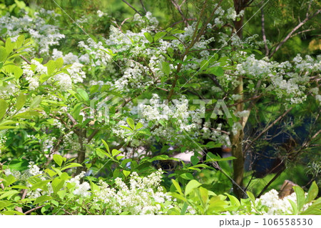 サワフタギの花 106558530