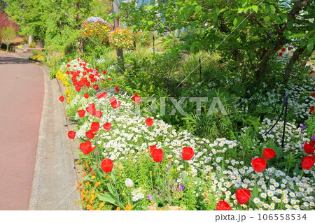 チューリップの花　満開 106558534