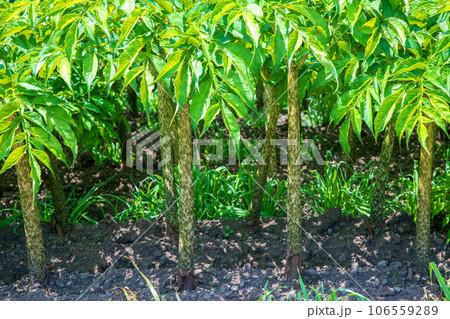 コンニャク畑　薄根川沿い　真夏　沼田市 106559289