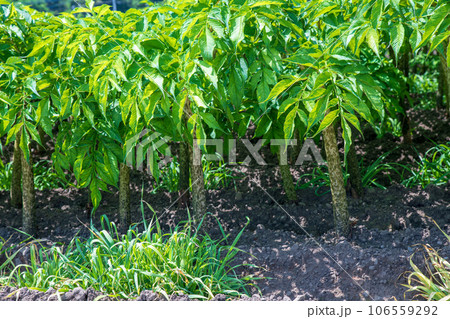 コンニャク畑　薄根川沿い　真夏　沼田市 106559292