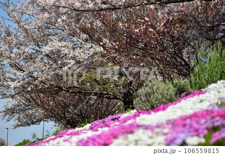 花いっぱいの勝島運河 106559815