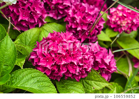 夏の花 夏の花 106559852