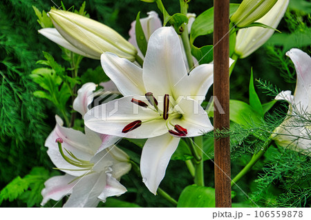 夏の花 106559878