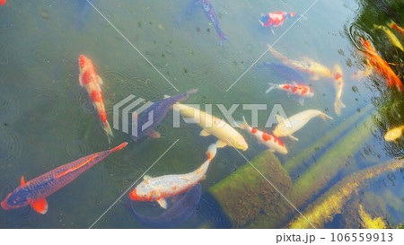 たくさんの錦鯉が池で泳ぐ風景 たくさんの錦鯉が池で泳ぐ風景 106559913