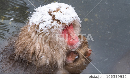 スノーモンキー（地獄谷野猿公苑） 106559932