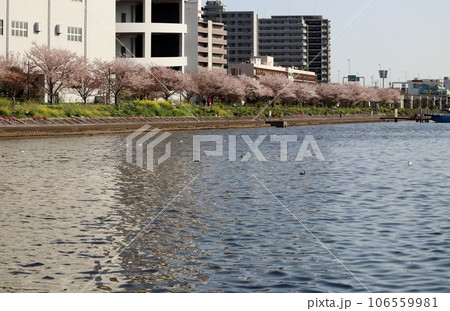 花いっぱいの勝島運河 花いっぱいの勝島運河 106559981