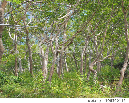 ダケカンバの斜面 106560112