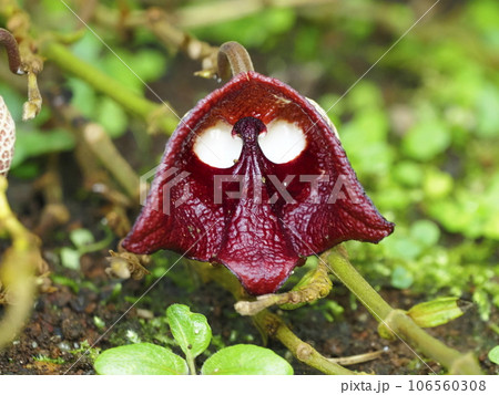 ダース・ベイダー 106560308