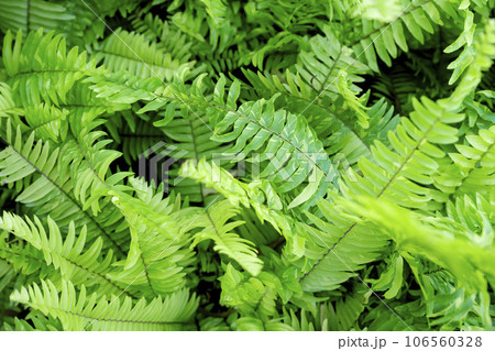 The Freshness Ferns leaves as background. 106560328
