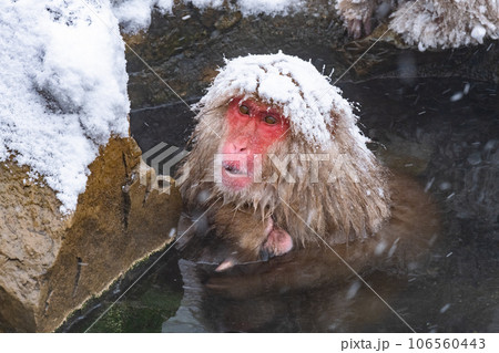 スノーモンキー(地獄谷野猿公苑) スノーモンキー(地獄谷野猿公苑) 106560443