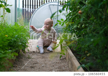happy child girl holding tomatoes on background of green plants happy child girl holding tomatoes on background of green plants 106560455
