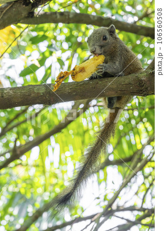 Brown squirrel eating banana on tree with sunlight. 106560508
