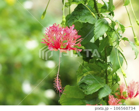 ハイビスカス ハイビスカス 106560734