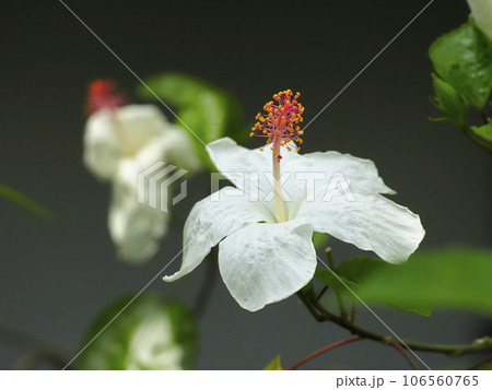 ハイビスカス 106560765