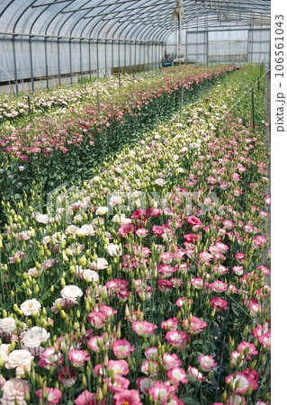 トルコギキョウ 106561043