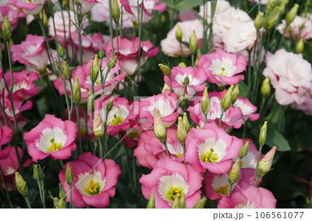 トルコギキョウ トルコギキョウ 106561077