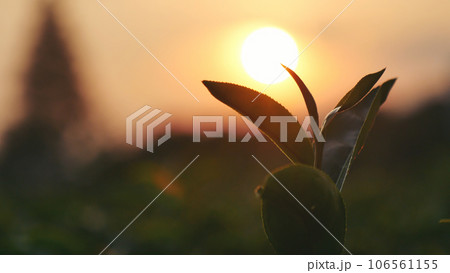 Green tea tree leaves field Fresh young tender bud herbal in farm on summer morning. Sunlight Green tea tree plant camellia sinensis in organic farm. Close up Tree tea plant green nature in morning 106561155