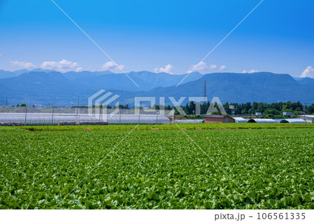 レタス畑 谷川連峰 赤城高原 真夏の風景 昭和村 レタス畑 谷川連峰 赤城高原 真夏の風景 昭和村 106561335