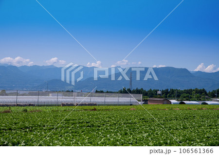 レタス畑　谷川連峰　三峰山　赤城高原　真夏の風景　昭和村 106561366