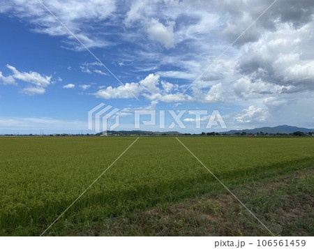 夏の田園風景　新潟 106561459