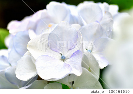 紫陽花 106561610