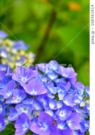 紫陽花 紫陽花 106561614