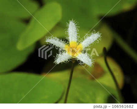 ガガブタの花 106561682