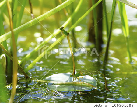 キイトトンボ 106561685