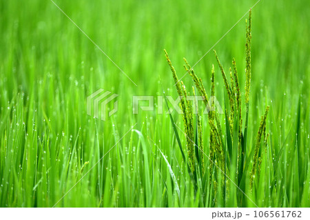 朝露に輝く田と稲穂 朝露に輝く田と稲穂 106561762