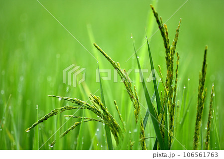 朝露に輝く田と稲穂 106561763