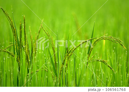 朝露に輝く田と稲穂 朝露に輝く田と稲穂 106561768