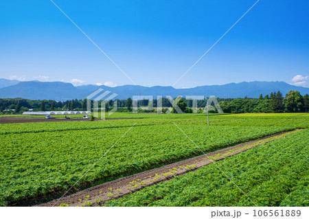 コンニャク畑　谷川連峰　三峰山　武尊山　赤城高原　昭和村　 106561889