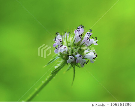 ナベナの花 ナベナの花 106561896