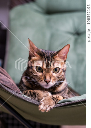家でくつろぐ猫　ベンガルキャット 106562198
