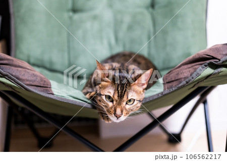 家でくつろぐ猫　ベンガルキャット 106562217