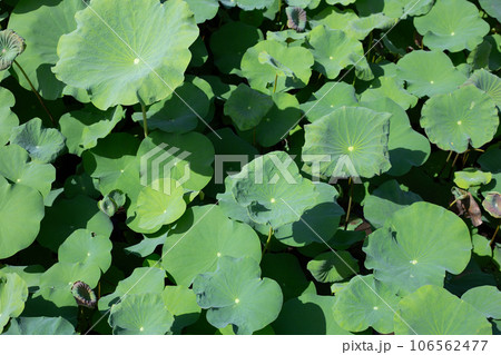 Green leaves of lotus flower Green leaves of lotus flower 106562477