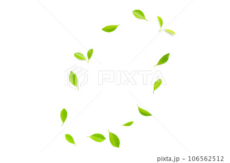 Fresh lemon leaves on white background. 106562512