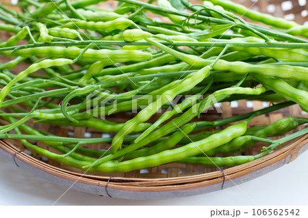 Rat-tailed radish. Fresh organic vegetables Rat-tailed radish. Fresh organic vegetables 106562542