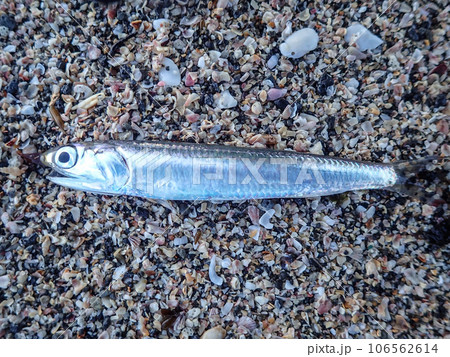 砂浜に打ち上がったカタクチイワシ 106562614