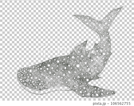手描きのジンベイザメのイラスト素材 106562755