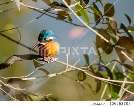 冬の日差しを浴びるカワセミ 冬の日差しを浴びるカワセミ 106562802