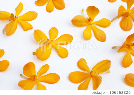 Beautiful mokara orchid flower on white background. 106562826
