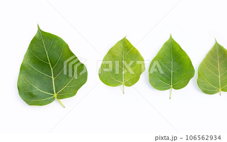 Green bodhi leaf on a white background. Green bodhi leaf on a white background. 106562934