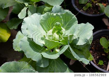 Gren cabbages growing in pots 106562969