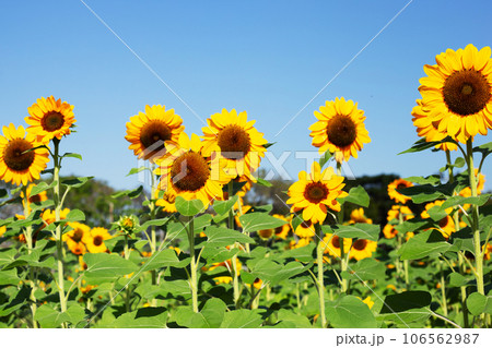 Sunflower field with blue sky. Beautiful summer landscape. 106562987