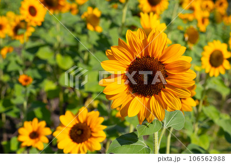Sunflower field, Beautiful summer landscape. Sunflower field, Beautiful summer landscape. 106562988