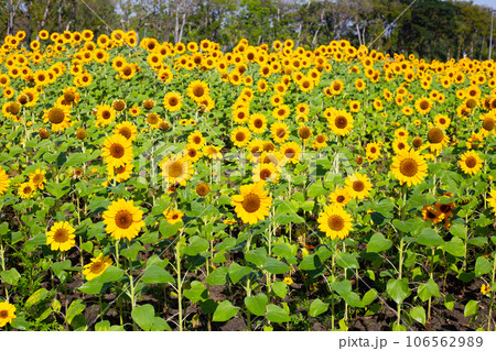 Sunflower field, Beautiful summer landscape. Sunflower field, Beautiful summer landscape. 106562989