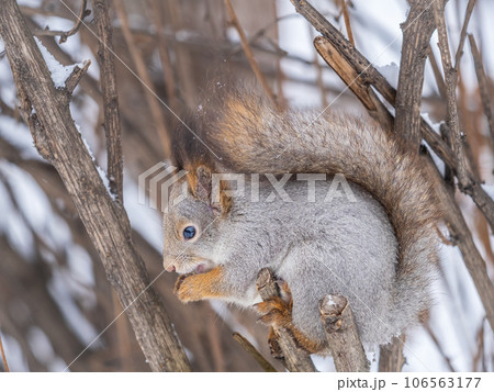 The squirrel with nut sits on tree in the winter or late autumn 106563177