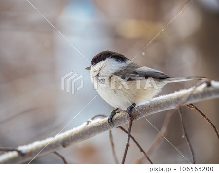 Cute bird the willow tit, song bird sitting on a branch without leaves in the winter. 106563200