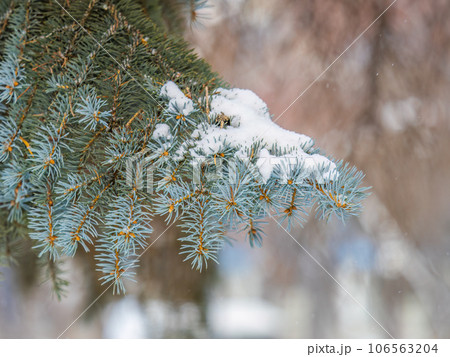 Green fir branches in winter covered with snow Green fir branches in winter covered with snow 106563204